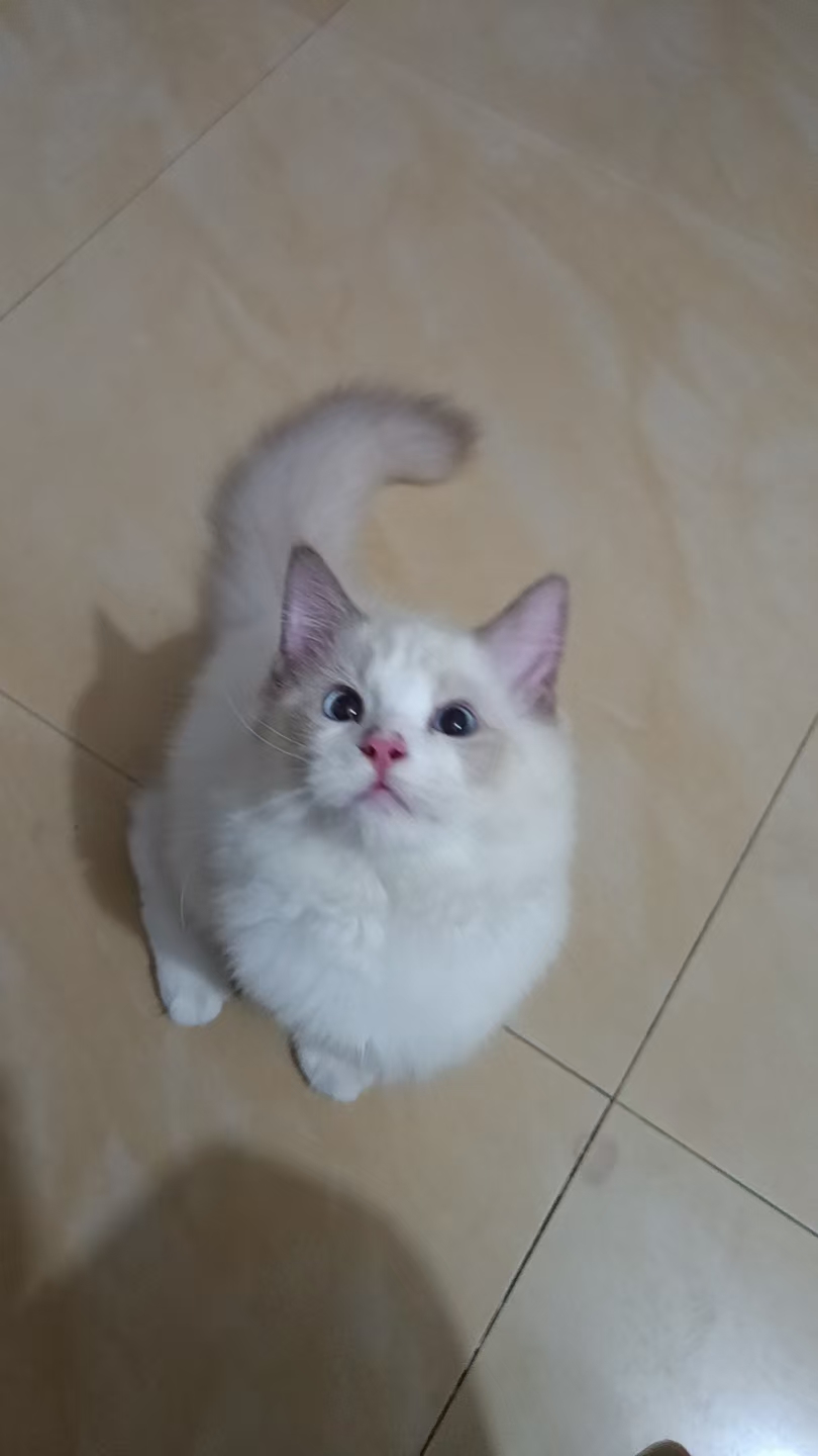 纯种布偶小奶猫找新家